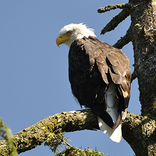 Tofino - Bald eagle